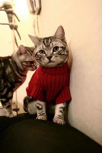 德甲：裁判争议引发热议，德甲场地